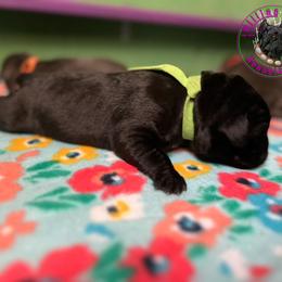 Cane Corso Puppies from Killing Joke Kennels, LLC