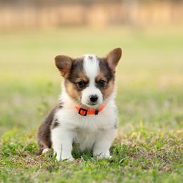 Black collar - Espresso - Black and tan male Pembroke Welsh Corgi puppy in Waverly Hall, Georgia from 6g Ranch Corgis