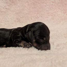 Girl 1 - Black and tan female Dachshund puppy in Battle Ground, Washington from Ferguson's Bulldogs