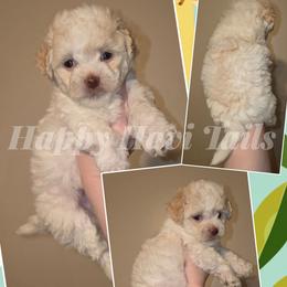 Guava- 4th born - Cream male Havanese puppy in Kansas City, Missouri from Happy Havi Tails