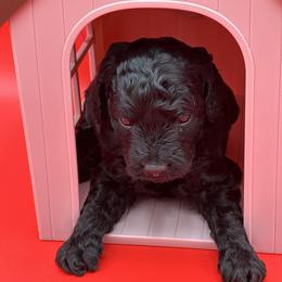 Goldendoodle, Shorkie, and Yorkshire Terrier Puppies from Jenny La Bone
