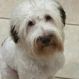 Betsy - Australian Labradoodle