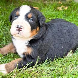 Magnolia - Black rust and white female Bernese Mountain Dog puppy in Sugarcreek, Ohio from Angel Valley Berners