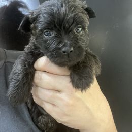 Toto Boy 3 - Brindle male Cairn Terrier puppy in Bigfork, Minnesota from Dachshunds Up North