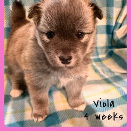 Viola - Wolf sable female Pomsky puppy in Marshall, Minnesota from Miles of Smiles Pomskies