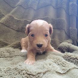 Chai - Apricot female Goldendoodle puppy in Mayville, Michigan from Guiding Light Doodles