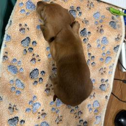 Dachshund Puppies from Witchy Woman’s Wiener’s