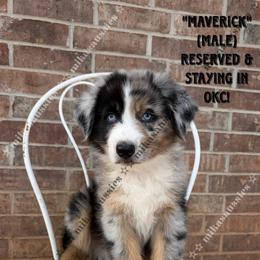 Maverick - Blue merle male Australian Shepherd puppy in Oklahoma City, Oklahoma from Mika’s Aussies