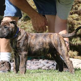 Blue Collar - Tiger male Perro de Presa Canario puppy in Pocahontas, Illinois from Cabeza Grande Kennel