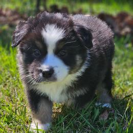 Gladiator - Black tri male Miniature Australian Shepherd puppy in Orrtanna, Pennsylvania from Mountain Top Shepherd's