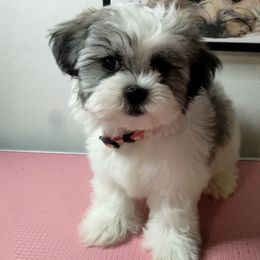 Boy 1 - Black gold and white male Shorkie puppy in Boca Raton, Florida from Tina-Marie's Pups