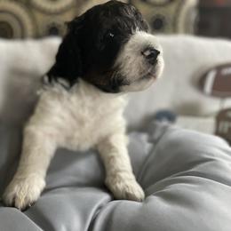 Bernedoodle, Cockapoo, and Goldendoodle Puppies from Avery Doodle Day LLC