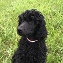 Poodle Puppies from Poodle Sense