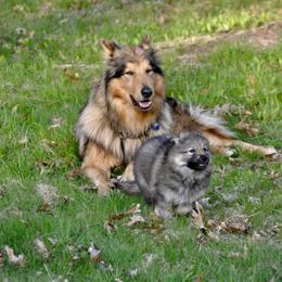 Native American Indian Dog Puppies from Seven Sisters Canids