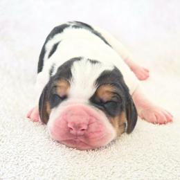 Dynamite - Black brown and white male Basset Hound puppy in Valley, Washington from Peaceful Valley Paws