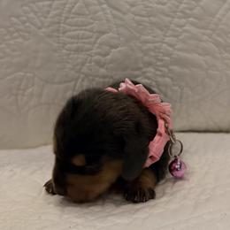 Pink - Dapple female Dachshund puppy in Orange, California from Harper’s Happy Weens