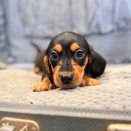 Spark - Black and tan male Dachshund puppy in Anderson, Alabama from Pasek Kennels