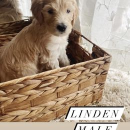 Goldendoodle Puppies from Samara Farms