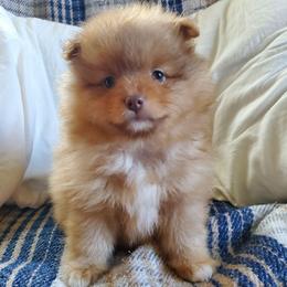 Oliver - Orange male Pomeranian puppy in Bellevue, Iowa from Fluffy Wonders Poms and Doodles