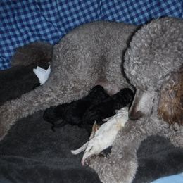 Boxer and Poodle Puppies from Painted Sunset Kennels