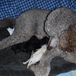 Boxer and Poodle Puppies from Painted Sunset Kennels