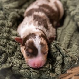 Burrata - Red merle female Miniature American Shepherd puppy in Groesbeck, Texas from Empire Miniature American Shepherds
