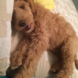 Bernedoodle and Goldendoodle Puppies from Greatly Graced Southern Doodles