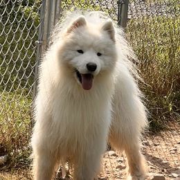 Ryder - Samoyed