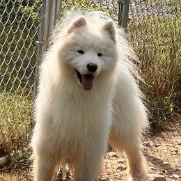 Ryder - Samoyed
