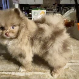Pomeranian Puppies from Heartlove Poms