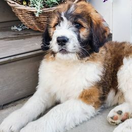 Saint Berdoodles from Luthman Farms