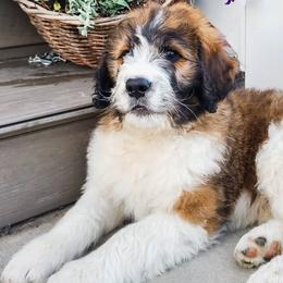 Saint Berdoodles from Luthman Farms