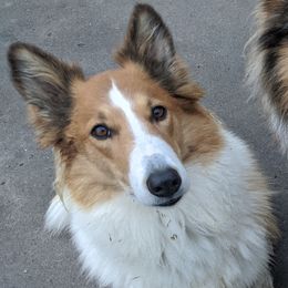 Vega - Old Time Scotch Collie