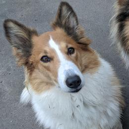 Vega - Old Time Scotch Collie
