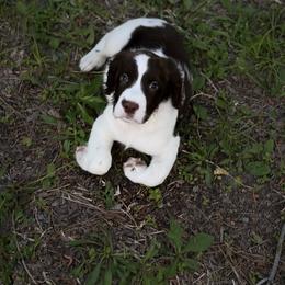 Arden - White and liver male English Springer Spaniel puppy in Lufkin, Texas from Shifletknight Springer Spaniels