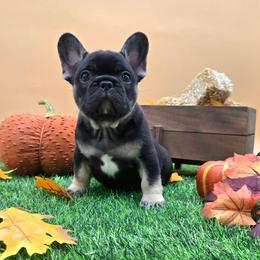 Yung Gravy - Black and tan male French Bulldog puppy in Wisconsin from Shameless Bulldogs LLC