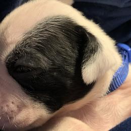 Boy 1 - White Boxer puppy in Colorado Springs, Colorado from Premier Puppies