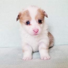 American Corgi and Pembroke Welsh Corgi Puppies from Whimsical Treasure Corgis