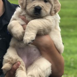 Golden Retriever puppies from SolarWind