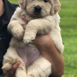 Golden Retriever puppies from SolarWind