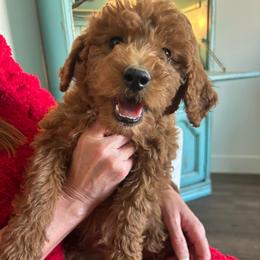 Creed - Red  male Goldendoodle puppy in Payson, Utah from Country Sky Doodles