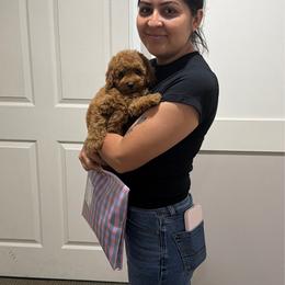 Yellow - Red  female Poodle puppy in Elkhorn, Nebraska from Orel Toy & Miniature Poodles