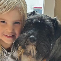 Miniature Schnauzers from Charlie's Mini Schnauzers