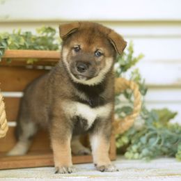 Shiba Inu Puppies from Sunny terrace shibas