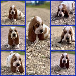 Rafe - Red and white male Basset Hound puppy in Conway, Missouri from Ozark Mountain Kennel