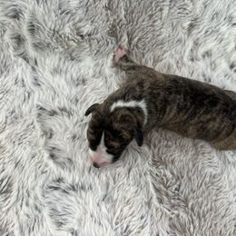 Sparkler - Fawn brindle female Whippet puppy in Fort Myers, Florida from Rainbow Whippets