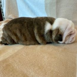 Bulldog Puppies from Teddy Bear Bulldogs