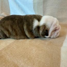 Bulldog Puppies from Teddy Bear Bulldogs