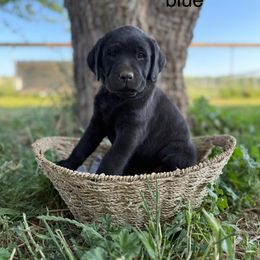 Light Blue Boy (Black) - Black Labrador Retriever puppy in Corning, California from Raven's Labradors