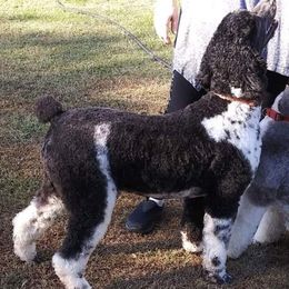 Labradoodles from Legacy Labradoodle Retreat